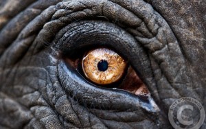 Symbole œil éléphant animal totem