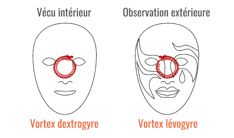 Vortex dextrogyre et vortex lévogyre
